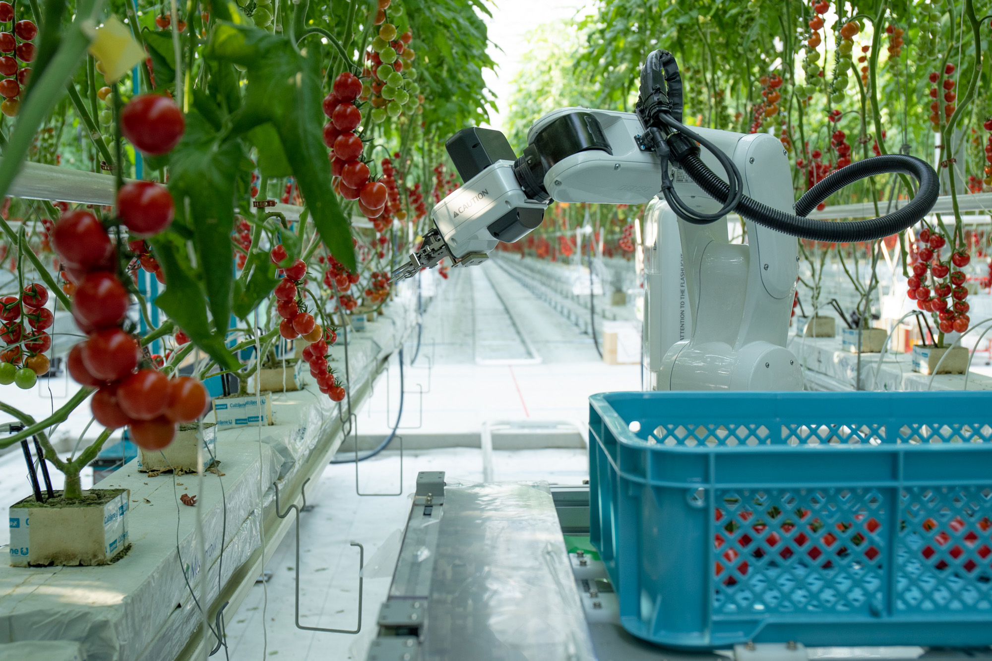 robots in agrotech